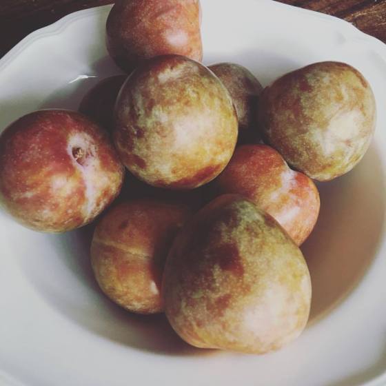 20626165_1895520384034619_8514135206720541088_o